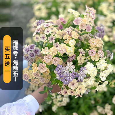 进口福禄考种子焦糖布丁奶油Creme brulee可切花矮生盆栽春秋播