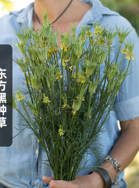 东方黑种草种子100粒黄色茴香花薄雾之恋花籽干切花室盆栽春秋播