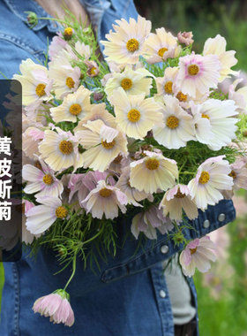 黄波斯菊种子100粒杏柠檬水Lemonade雪碧格桑花籽阳台盆栽春季播