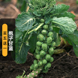 抱子甘蓝种子100粒球衣小卷心菜布鲁塞尔白菜蔬菜种籽盆栽春秋播