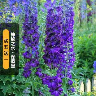 进口大花飞燕草种子神秘之水深蓝黑芯魔法喷泉宿根多年生盆栽秋播