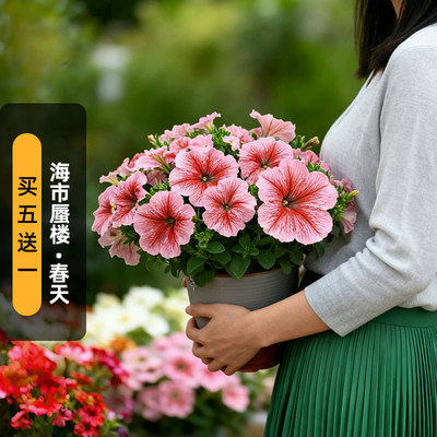 进口矮牵牛种子海市蜃楼/春天Mirage系列中大型花矮生盆栽春秋播