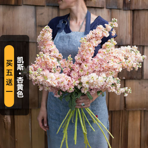 进口切花紫罗兰种子凯斯/杏黄色Katz Apricot重瓣浓香盆栽春秋播