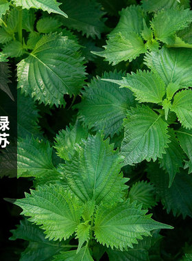 绿苏种子2克锯齿叶青苏苏麻绿色紫苏可食用香草种籽阳台盆栽春播