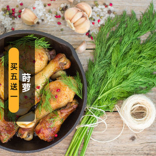 莳萝种子100粒洋茴香可食用香草蔬菜种籽可切花室外阳台盆栽春播