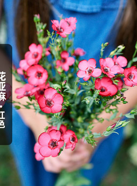大花亚麻/红色种子100粒Scarlet Flax长花期花籽室外盆栽春秋播