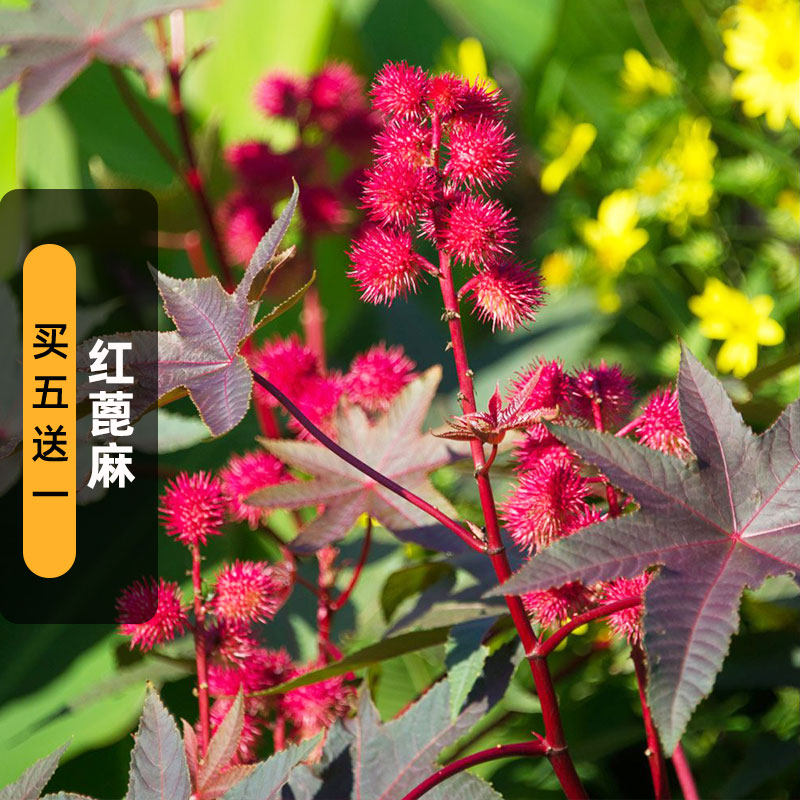 红蓖麻种子10粒中药材大红麻子种籽可观果观叶榨油植物盆栽春季播