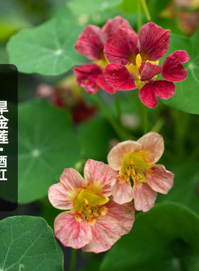 酒红色旱金莲种子旱荷花
