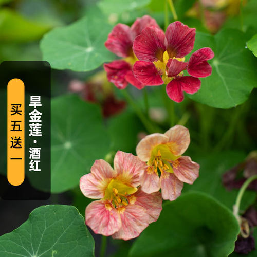 酒红色旱金莲种子旱荷花