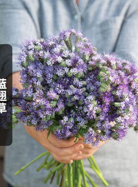 蓝翅草种子100粒Phacelia艾菊叶法色草蓝艾草花种籽盆栽春秋播