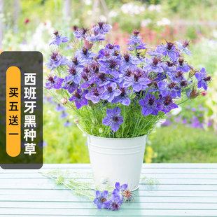 西班牙黑种草种子100粒Midnight欧洲黑子草花籽阳台盆栽春秋季播