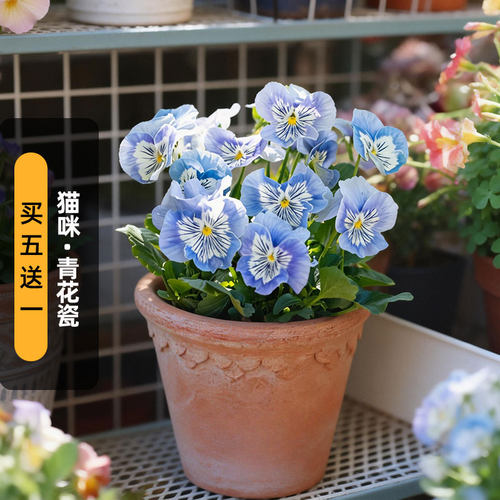 进口三色堇种子崭新猫咪/青花瓷Cats Plus Marina阳台盆栽春秋播