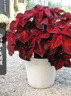 进口彩叶草种子奇才红色天鹅绒Velvet Red观叶五彩苏阳台盆栽春播