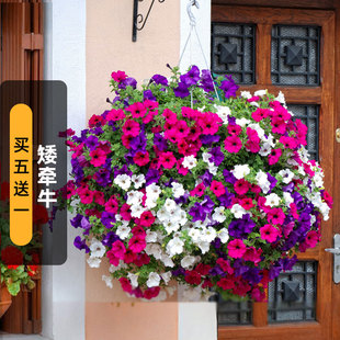 垂吊矮牵牛种子300粒大花碧冬茄朝颜喇叭花籽室内阳台盆栽春秋播
