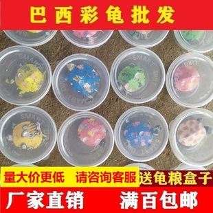 乌龟七彩小乌龟活体网红同款 炫彩彩龟龟观赏龟宠物龟彩色