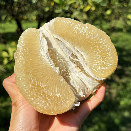 悟空家版纳东试早傣柚懂事早柚白心柚子心斋现发新鲜孕妇水果