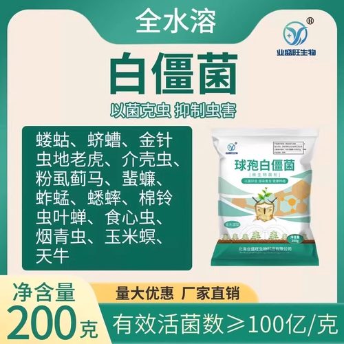 球孢白僵菌原粉业盛旺灭虫克虫