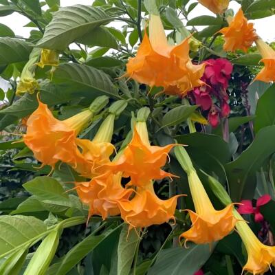 大花开曼陀罗花苗阳台盆栽