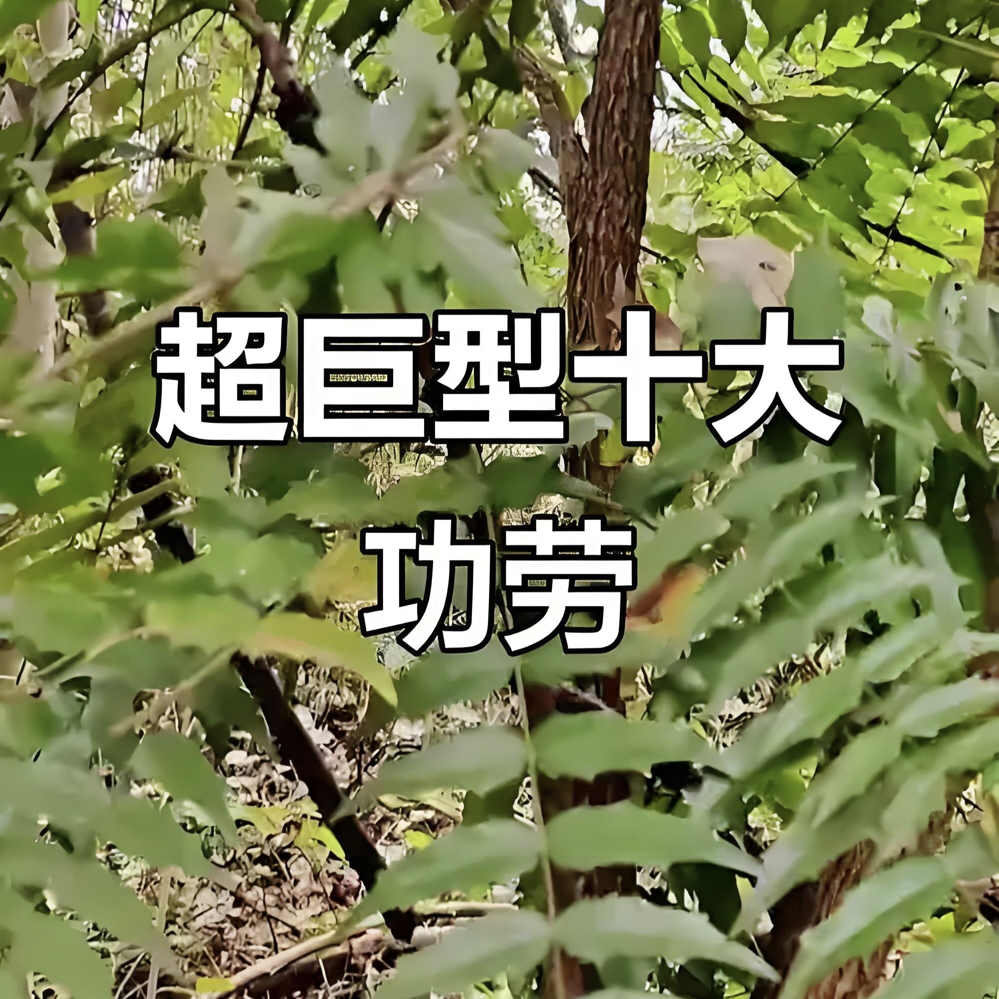 基地批发十大功劳苗四季不落叶灌木成都发货十大功劳树苗工程苗木