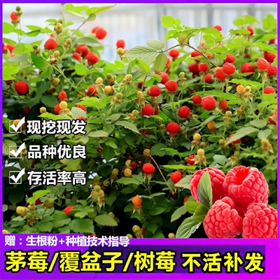 覆盆子苗农村蓬蘽地栽空心泡食用刺泡儿野草莓四月泡盆栽树莓苗