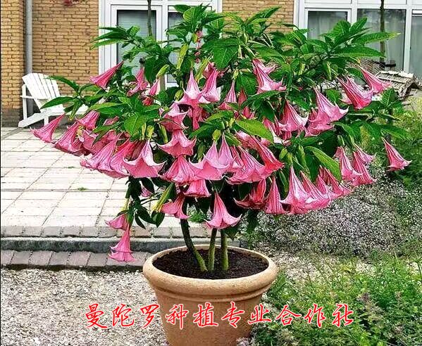 多年生四季开花木本曼陀罗花苗阳台盆栽庭院别墅民宿花园花境植物-封面