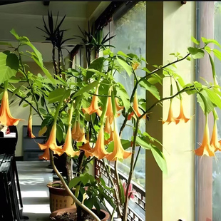 别墅庭院民宿花园多年生多季开花木本曼陀罗花苗阳台盆栽花境植物