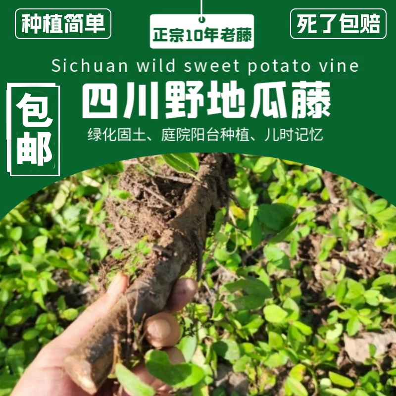 四川野地瓜苗藤10年以上老藤粗藤地枇杷藤地石榴苗包结果死了包赔