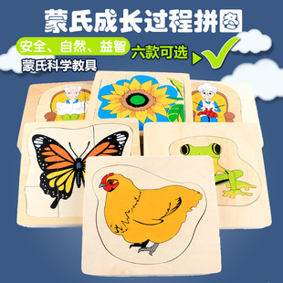 蒙氏教具动植物多层拼图成长故事过程发育蝴蝶青蛙母鸡1 3岁玩具