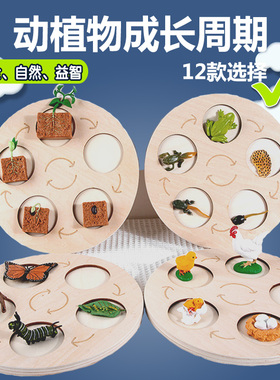 蒙氏教具动植物成长过程拼图蝴蝶青蛙母鸡生长周期盘life cycle