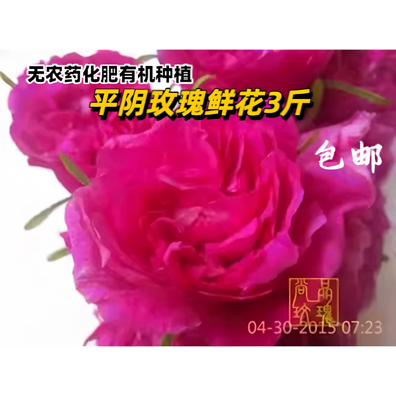平阴重瓣红新鲜食用玫瑰鲜花花蕾酵素纯露用新鲜玫瑰花蕾3斤包邮
