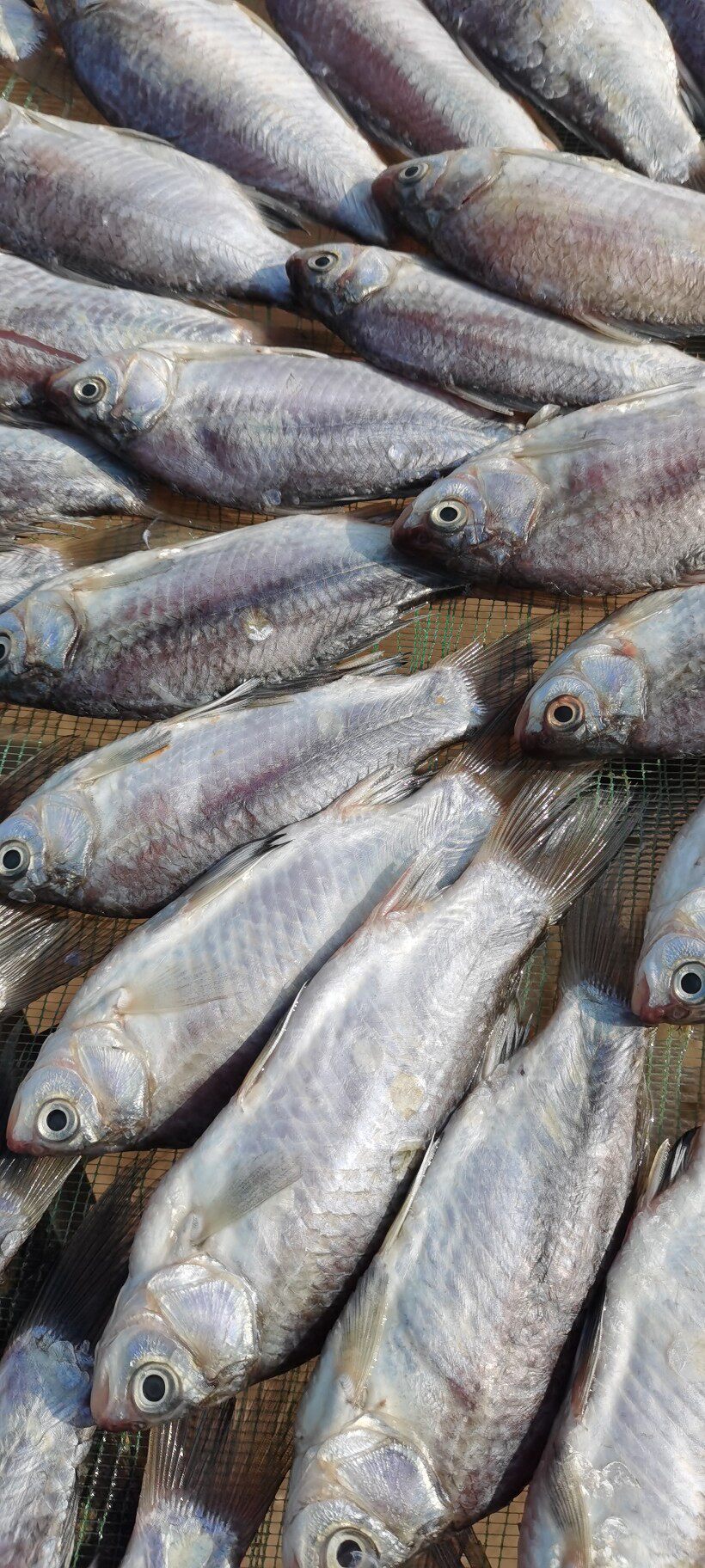 湖南特产洞庭湖天然风干鲫鱼阳干小鲫鱼肉质鲜美1斤拍3斤以上包邮