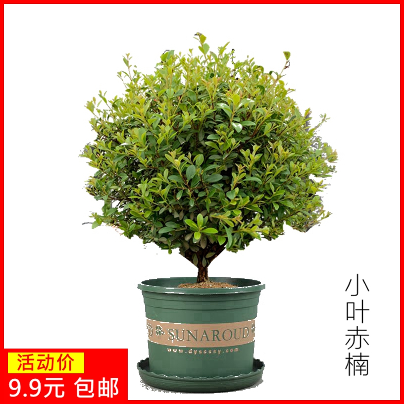 金丝楠木树苗书房小叶赤楠盆景