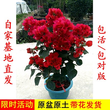 三角梅树苗带花老桩耐寒爬藤植物重瓣四季开花盆栽庭院观花卉阳台