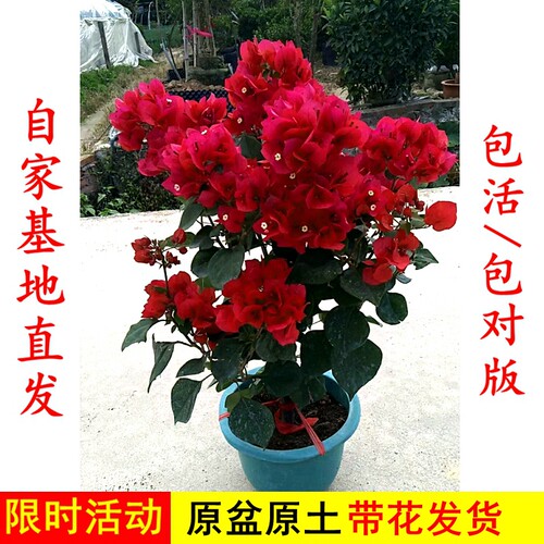 三角梅树苗带花老桩耐寒爬藤植物