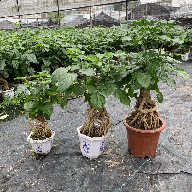 幸福树盆栽室内植物绿宝树根提