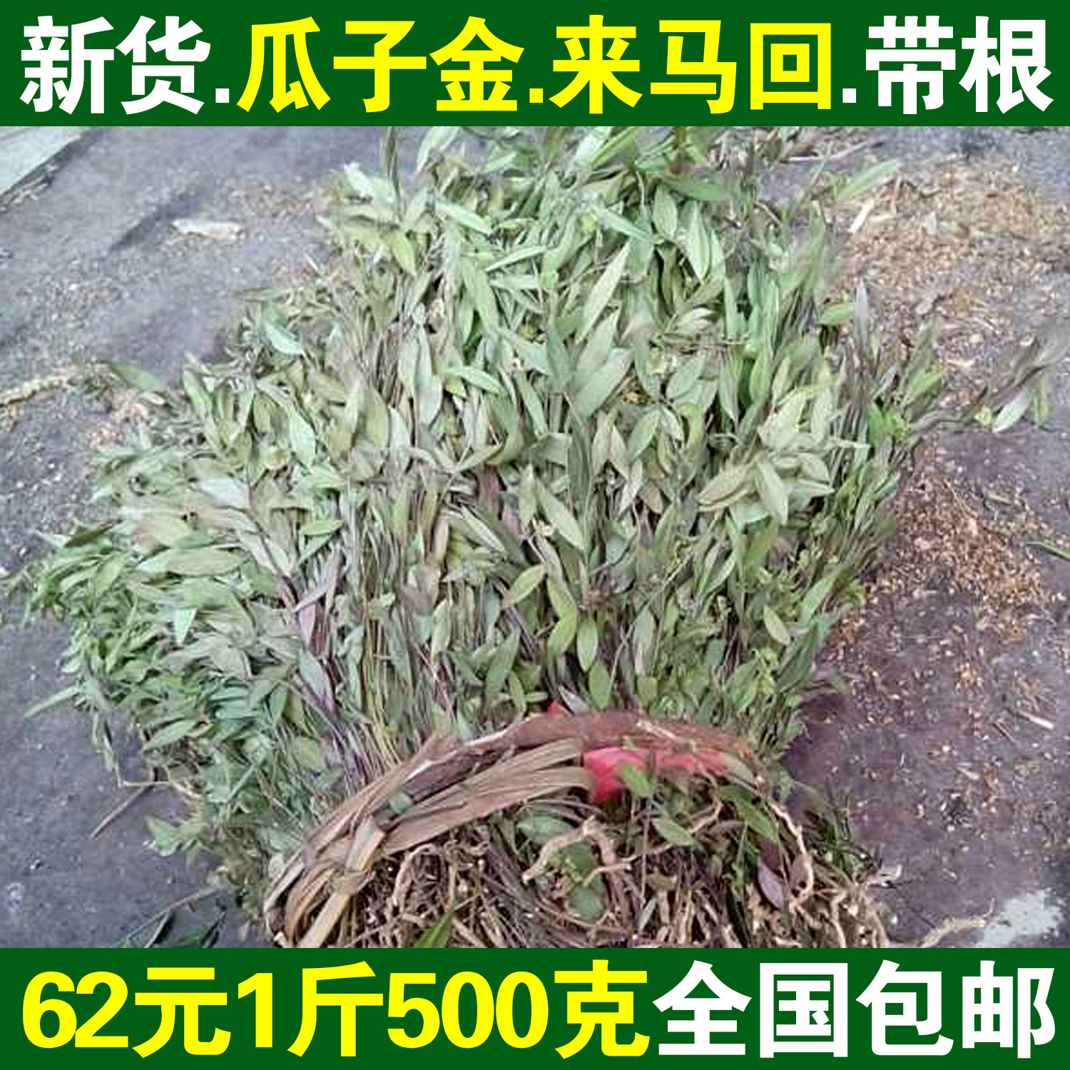 正品小叶瓜子金半斤包邮来马回草勒马回辰砂草惊风草产后草女儿红