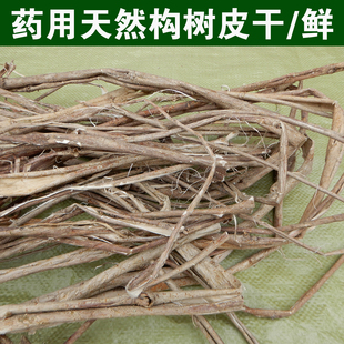 构树皮新鲜现剥楮桃树皮药材楮实子皮构叶皮幼儿园小学生造纸材料