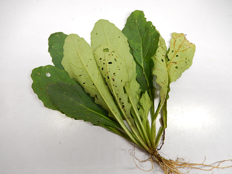 大山野生新鲜白毛夏枯草中药材