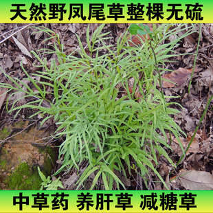 一斤带根整棵凤尾草整颗鸡爪草带根鸡脚草 干品包邮金鸡尾 井栏草