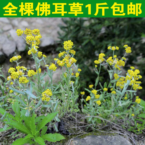 佛耳草鼠曲草清明草花田艾艾棉菜