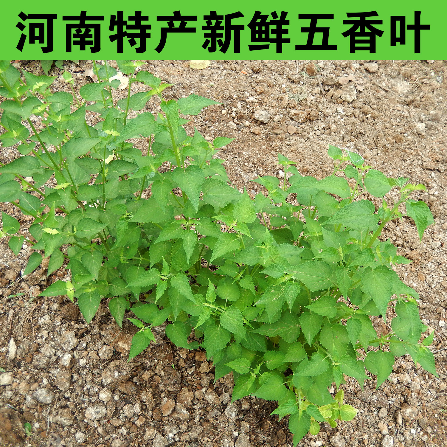 河南新鲜五香叶鱼香叶菜四川荷霍香草大茴香蘸豆花泡茶炖烤鱼调料