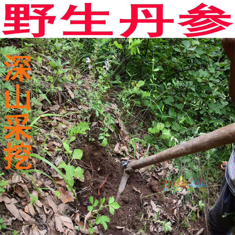 大山野生丹参500g中药材丹参中药丹参500克丹参茶血参根1斤
