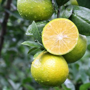 广东省肇庆市德庆贡柑新鲜皇帝柑老人小孩孕妇都可以吃的水果