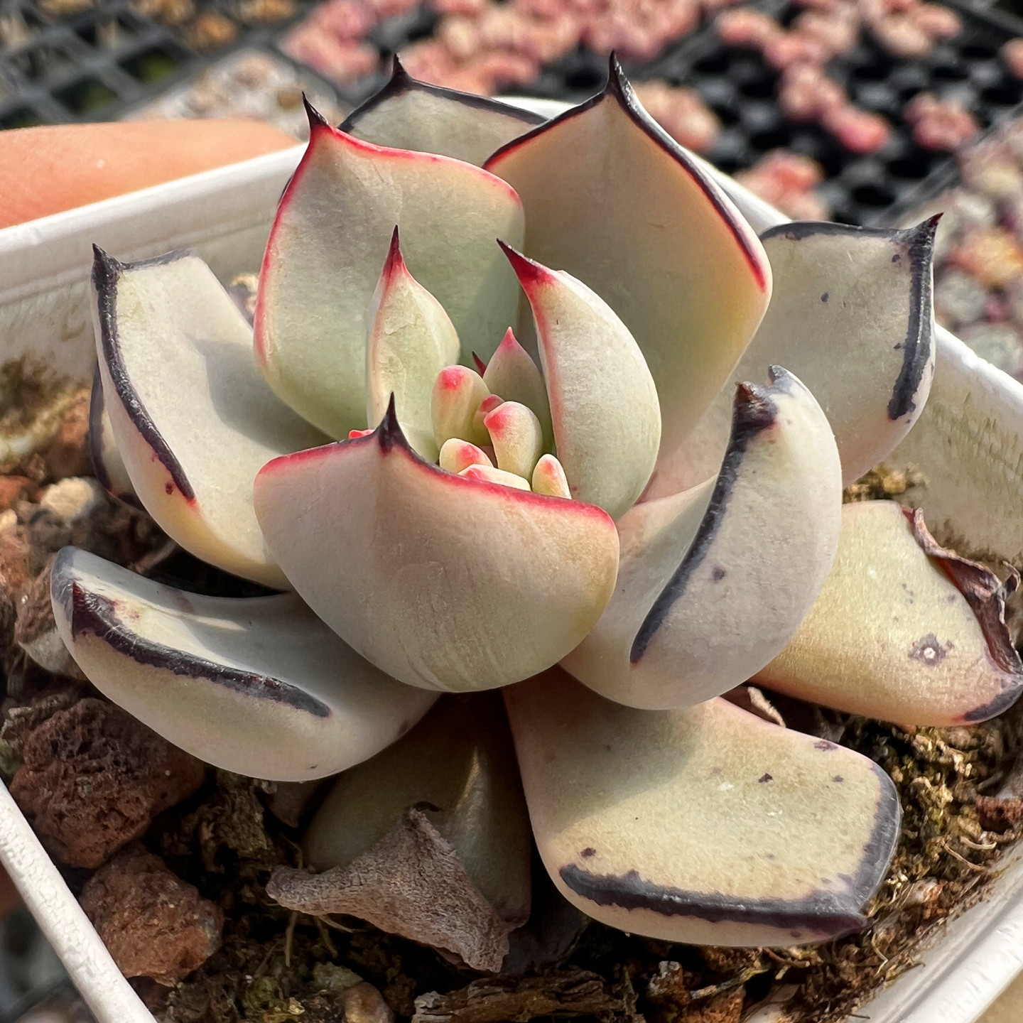 剑司诺娃 多肉植物 肉肉植物 室内阳台绿植盆栽花卉 陌上花图片