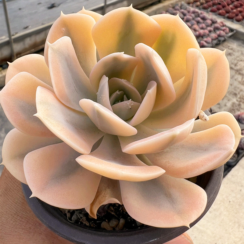 鲁氏锦 多肉植物 肉肉植物 室内阳台绿植盆栽花卉 陌上花