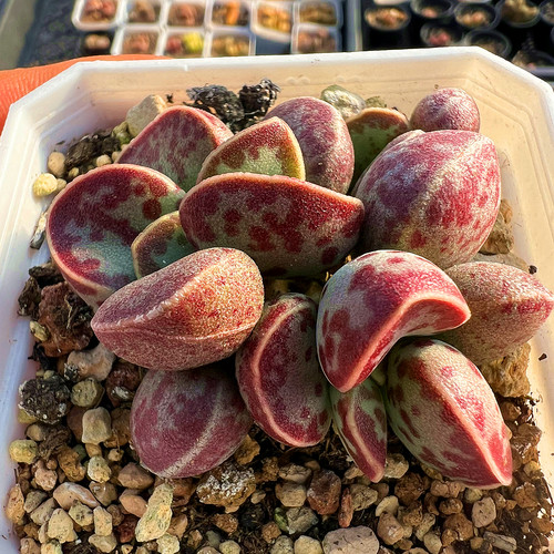 艾薇花蛋水泡多肉植物陌上花
