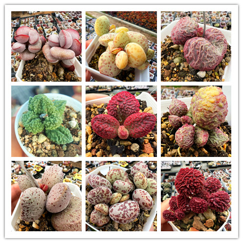 精品水泡多肉植物一物一拍 海豹大鱼海棠巨猪宝红蛋花蛋 陌上花