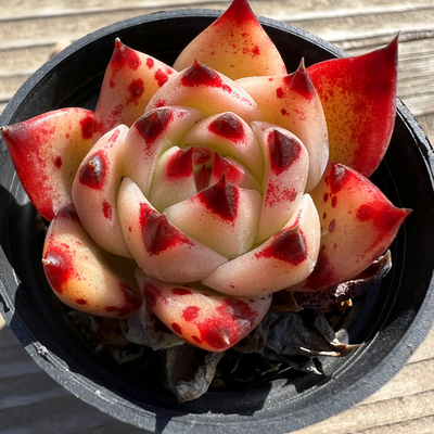 蓝龙精品多肉植物陌上花