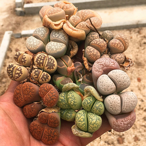 生石花一物一拍多肉植物陌上花