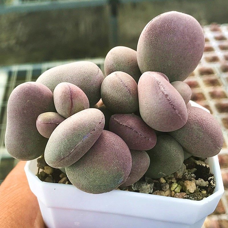 球球紫蛋水泡 多肉植物 肉肉植物 萌肉肉组合盆栽阳台花卉 陌上花,鲜花速递/花卉仿真/绿植园艺,多肉植物,淘宝优惠券,粉丝福利购,淘宝优惠卷